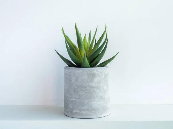 Round concrete plant pot with green succulent plant on white wooden shelf isolated on white wall background. Small DIY cement planter for cactus, succulents or flowers.