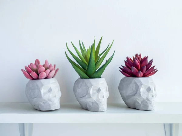 Três Vasos Planta Concreto Forma Crânio Com Plantas Suculentas Vermelhas — Fotografia de Stock