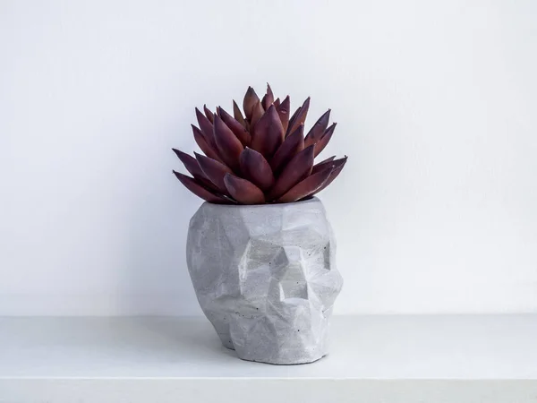 Petite Jardinière Moderne Ciment Bricolage Forme Crâne Décoration Tendance Pot — Photo