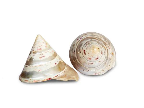 Seashell Isolato Sfondo Bianco Bella Forma Naturale Conchiglia — Foto Stock