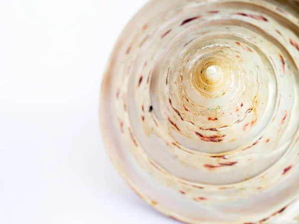 Närbild Spiral Mönster Snäcka Vit Bakgrund Med Kopieringsutrymme Vacker Naturlig — Stockfoto