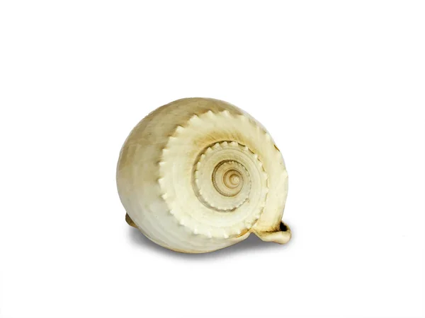 Seashell Elszigetelt Fehér Háttérrel Gyönyörű Természetes Alakja Tengeri Héj — Stock Fotó
