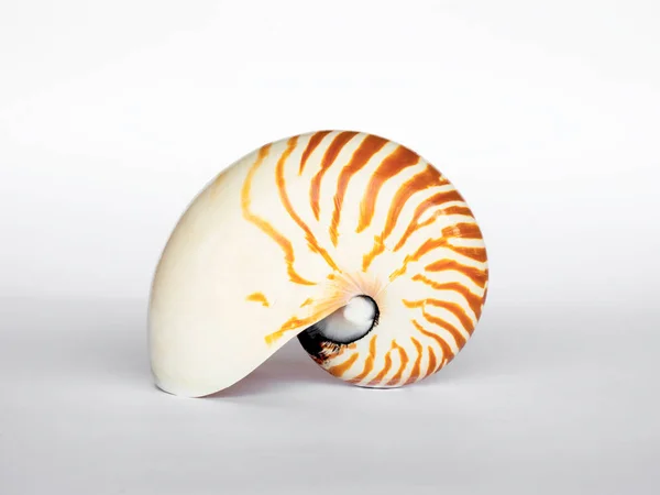 Seashell Isolerad Vit Bakgrund Vacker Naturlig Form Havet Skal — Stockfoto