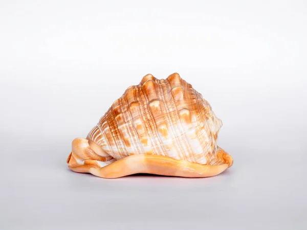 Seashell Isolerad Vit Bakgrund Vacker Naturlig Form Havet Skal — Stockfoto