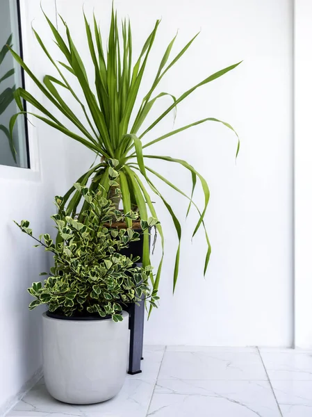 Gartenecke Zwei Einfache Pflanztöpfe Mit Grünen Blättern Dekoration Auf Marmorboden — Stockfoto