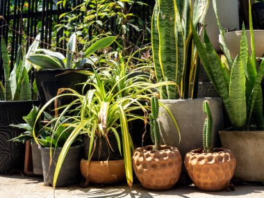 Açık hava bahçesinde kaktüs ve çeşitli yeşil bitkiler var. Binanın yakınındaki çömleklerde..