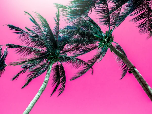 Fondo Colorido Verano Con Vibrante Palmera Tropical Con Fondo Estético —  Fotos de Stock