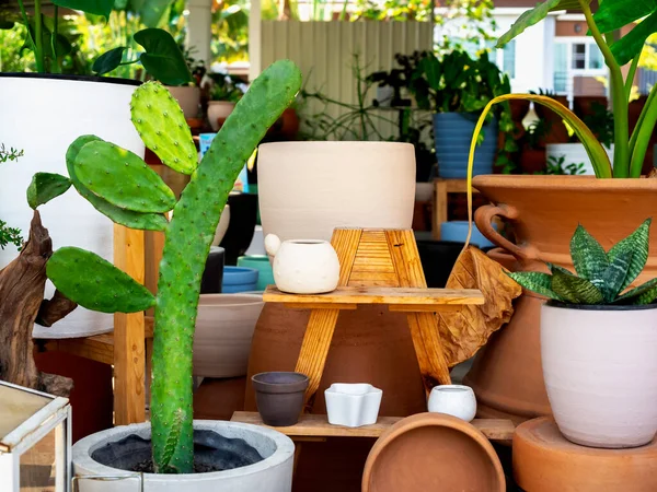Various colorful ceramic plant pots with big green cactus decoration on wooden shelf in the indoor garden. Geometric ceramic planter background.