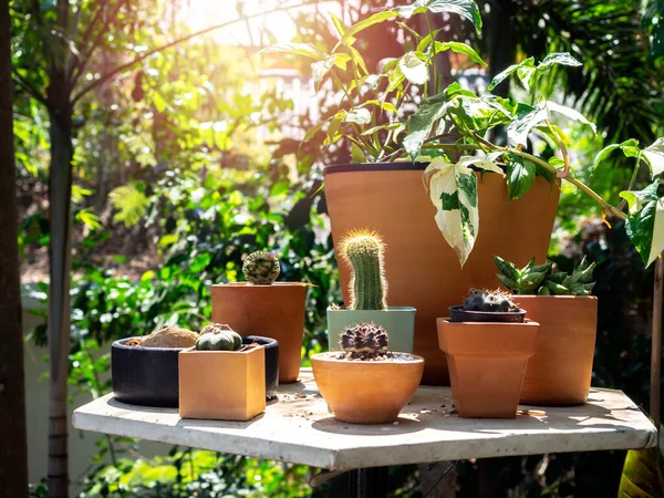 Jardim Livre Com Cacto Várias Plantas Verdes Muitos Vasos Mesa — Fotografia de Stock