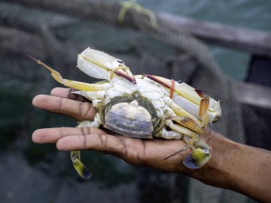 Mavi yengeç (Portunus pelagicus) yengeç, dişi mavi yüzücü yengeç balıkçının ellerinde deniz altyapısında yumurtalar.