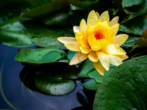 Schöne Blühende Gelbe Seerose Oder Lotusblume Mit Vielen Wassertropfen Bedeckt — Stockfoto