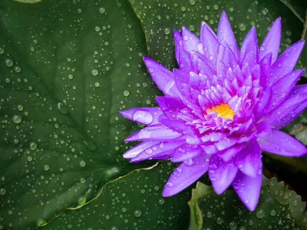 Lírio Água Roxo Florescendo Bonito Flor Lótus Coberto Com Muitas — Fotografia de Stock