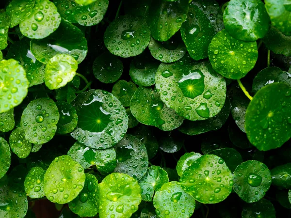 Folha Verde Fresca Com Fundo Gotas Água Centella Asiatica Folhas — Fotografia de Stock