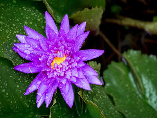 Schöne Blühende Lila Seerose Oder Lotusblume Mit Vielen Wassertropfen Bedeckt — Stockfoto