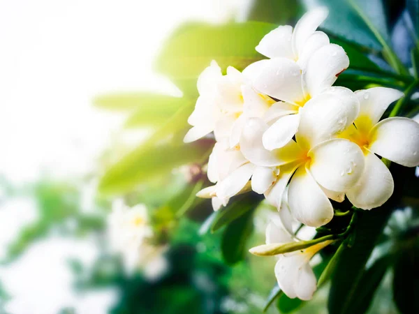 Mazzo Fiori Plumeria Bianco Colore Bianco Giallo Con Spazio Copia — Foto Stock