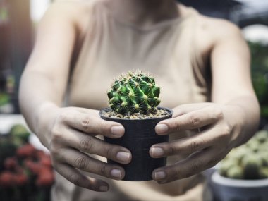 Yeşil kaktüs, siyah plastik kap içinde kadın ellerinde çiçek bahçesi arka planında güneş ışığıyla büyüyor..