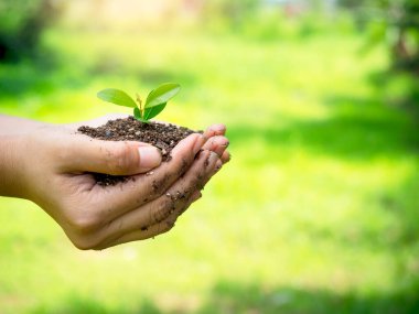 Elinde genç yeşil bir bitki var. Kadın eli, organik topraklarda filizlenen filizleri tutuyor. Yeşil arka planda, fotokopi alanı ve kenar görüşlü. Ekoloji, Toprak Günü, Tarım ve Bahçecilik Konsepti.