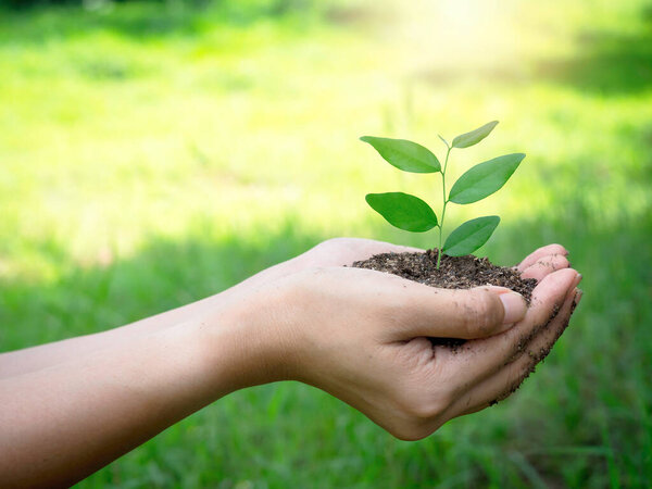 Young green plant in hand. Close up female hand holding sprout growing plant in organic soil on blur green background with copy space, side view. Ecology, earth day, agriculture and gardening concept.