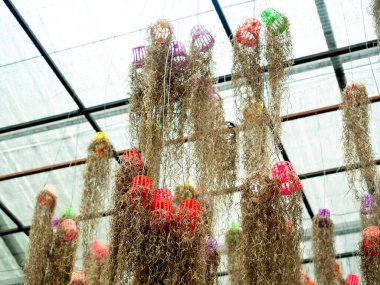 İspanyol yosunu. Küçük plastik tencereyle asılan bitkiler. Baş aşağı. Seranın bahçesinde tavandan sarkan bir sürü güzel bitki..