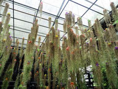 İspanyol yosunu. Küçük plastik tencereyle asılan bitkiler. Baş aşağı. Seranın bahçesinde tavandan sarkan bir sürü güzel bitki..