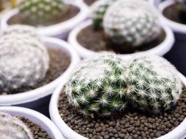 Kaktüs çiftliğinde yetişen beyaz yuvarlak plastik kaplarda beyaz dikenli yeşil kaktüslerin yakın çekim şekli..