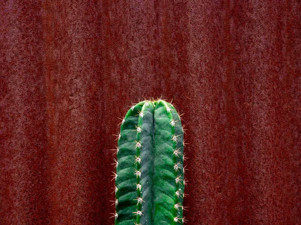 Close Top Growing Green Cactus Beautiful Old Vintage Red Zinc — Stock fotografie