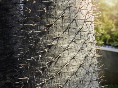 Kaktüs gövdesinin dikenlerini kapatın. Madagaskar palmiyesinin (Pachypodium lamerei) dikenli gövdesine yakın detay. Yeşil Doğal arkaplan.