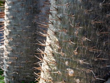Kaktüs gövdesinin dikenlerini kapatın. Madagaskar palmiyesinin (Pachypodium lamerei) dikenli gövdesine yakın detay. Yeşil Doğal arkaplan.