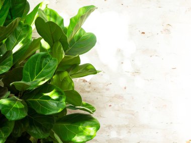 Beyaz eski grunge duvar arka planında doğal yeşil yapraklar kopya alanı ile.