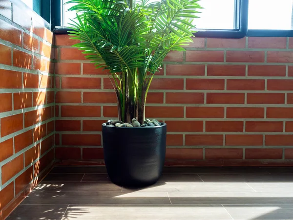 Groene Tropische Palm Bladeren Zwarte Keramische Pot Parketvloer Kamer Hoek — Stockfoto