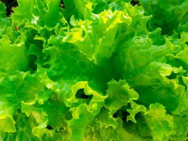 Taze yeşil marul yaprağı dokusu arka planda, yakın plan. Salata yaprağı, olgun yeşil çıtır marul..
