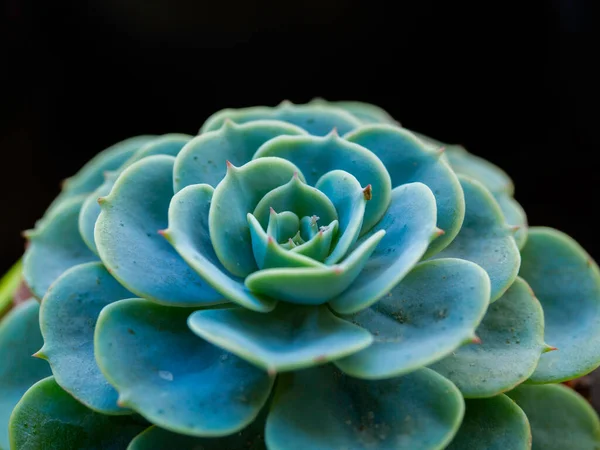 Pianta Succulenta Verde Primo Piano Sfondo Scuro — Foto Stock