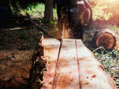 Büyük kütük, ağaçlar eski testere ile kesiliyor kereste işçisi, etrafta uçuşan talaş. Tahta kesme hareketinde testere.