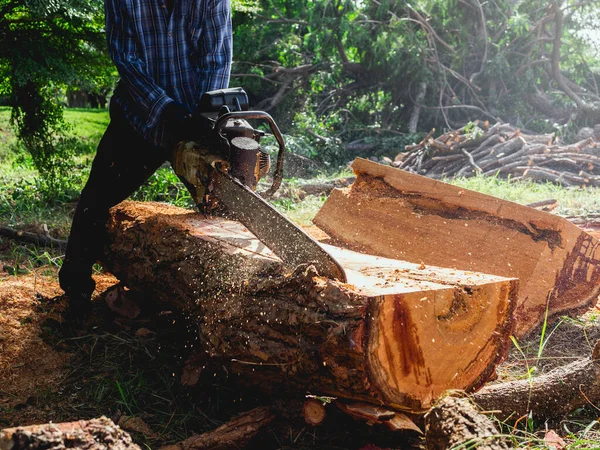 Nagy Farönköt Fákat Vágnak Régi Láncfűrésszel Favágó Munkások Fűrészpor Repked — Stock Fotó