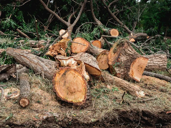 Sok Rönkje Melyeket Láncfűrész Vágott Földön Zöld Erdőben — Stock Fotó
