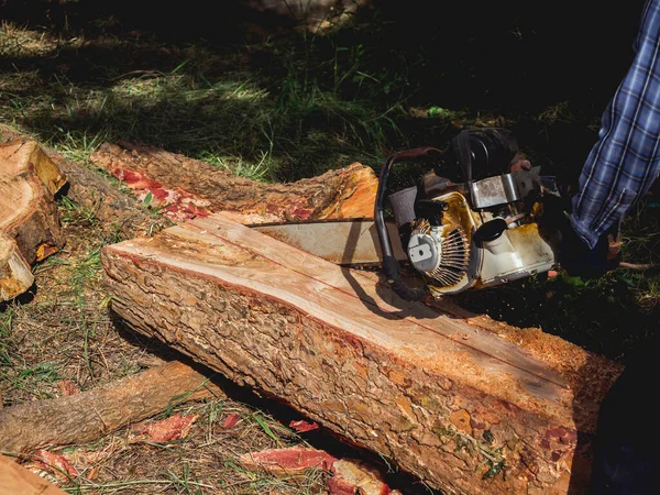 Nagy Farönköt Fákat Régi Láncfűrésszel Vágja Favágó Munkás Fűrészpor Repked — Stock Fotó