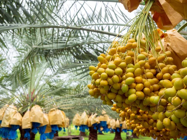 Dates on palm tree. Bunch of yellow dates on date palm in the farm.