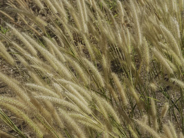 Naturligt Gult Gräs Blomma Blåser Med Vinden Gräs Fält Sommaren — Stockfoto