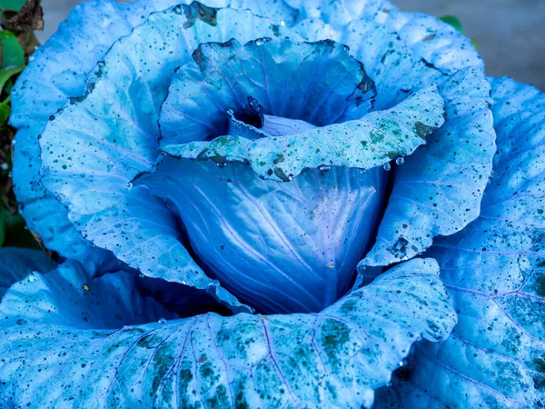 Close Fresh Winter Blue Cabbage Plant Texture Dew Drops Abstract — Stock Photo, Image