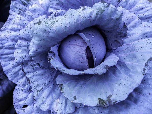 Chiuda Struttura Impianto Cavolo Azzurro Invernale Fresca Con Gocce Rugiada — Foto Stock