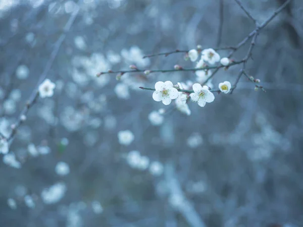 Piccoli Fiori Bianchi Selvatici Inverno Con Sfondo Tono Freddo Con — Foto Stock