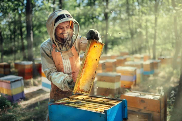 Apicultor alegre segurando uma armação com favos de mel. Colheita de produtos apícolas no apiário. — Fotografia de Stock