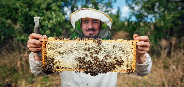 O apicultor tem um favo de mel com abelhas nas mãos. Colheita de mel no apiário. — Fotografia de Stock