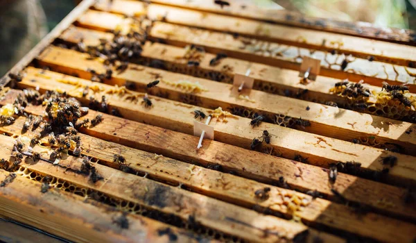 Colmeia de madeira com cera e abelhas. — Fotografia de Stock