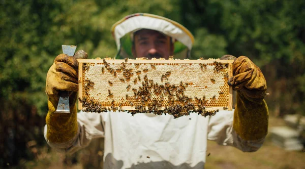 Peternak lebah memegang sarang lebah yang penuh dengan lebah. Panen madu di peternakan lebah. — Stok Foto