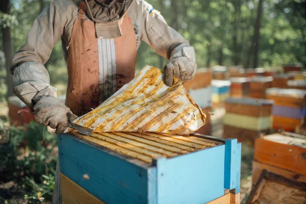 O apicultor tira própolis da colmeia. Colheita de produtos apícolas no apiário. — Fotografia de Stock
