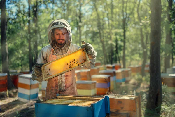 O apicultor tirou uma armação com um favo de mel da colmeia. Colheita de produtos apícolas no apiário. — Fotografia de Stock