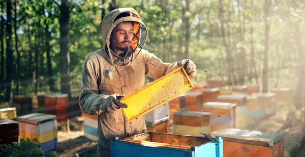 O apicultor puxa uma armação com favos de mel de uma colmeia de abelhas. Colheita de mel no apiário. — Fotografia de Stock