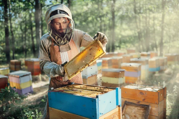 O apicultor segura uma armação com favos de mel. Colheita de produtos apícolas no apiário. — Fotografia de Stock