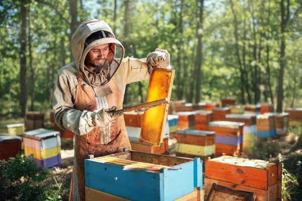O apicultor usa uma escova de abelhas. O processo de colheita de mel no apiário. — Fotografia de Stock